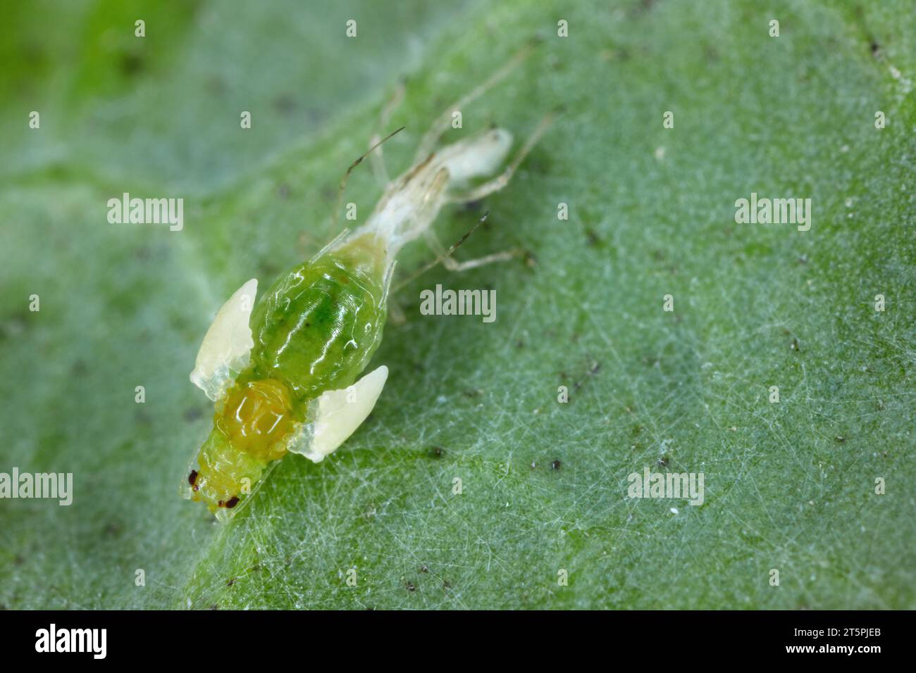 Eine grüne Pfirsichblattlaus (Myzus persicae), die ihre Kutikula abgibt und aus dem Nymphe-Stadium zu einem erwachsenen, geflügelten Individuum in hoher Vergrößerung übergeht. Stockfoto