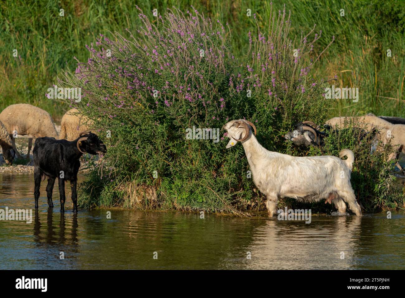 Ziegen, die am Bach grasen. Schafe und Ziegen laufen im Wasser in der Türkei Stockfoto