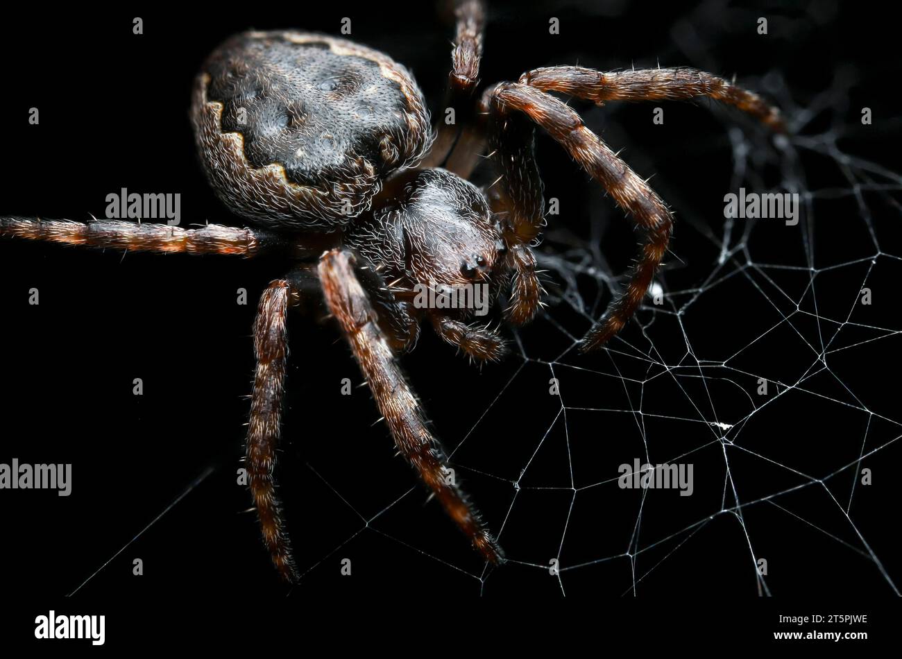 Spinne auf schwarzem Hintergrund Nahaufnahme. Orb Weaver im Internet im Dunkeln Makrophotogramm. Gartenspinne. Araneus diadematus Stockfoto