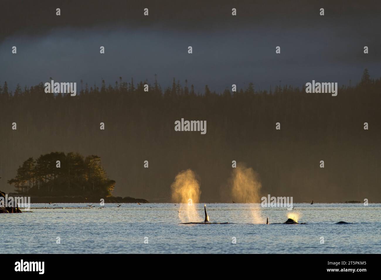 Die A34's, in der Weynton Passage vor Vancouver Island North, First Nations, strahlt bei niedrigem Sonnenlicht auf einer Horde von Orcas (Killerwalen) Stockfoto