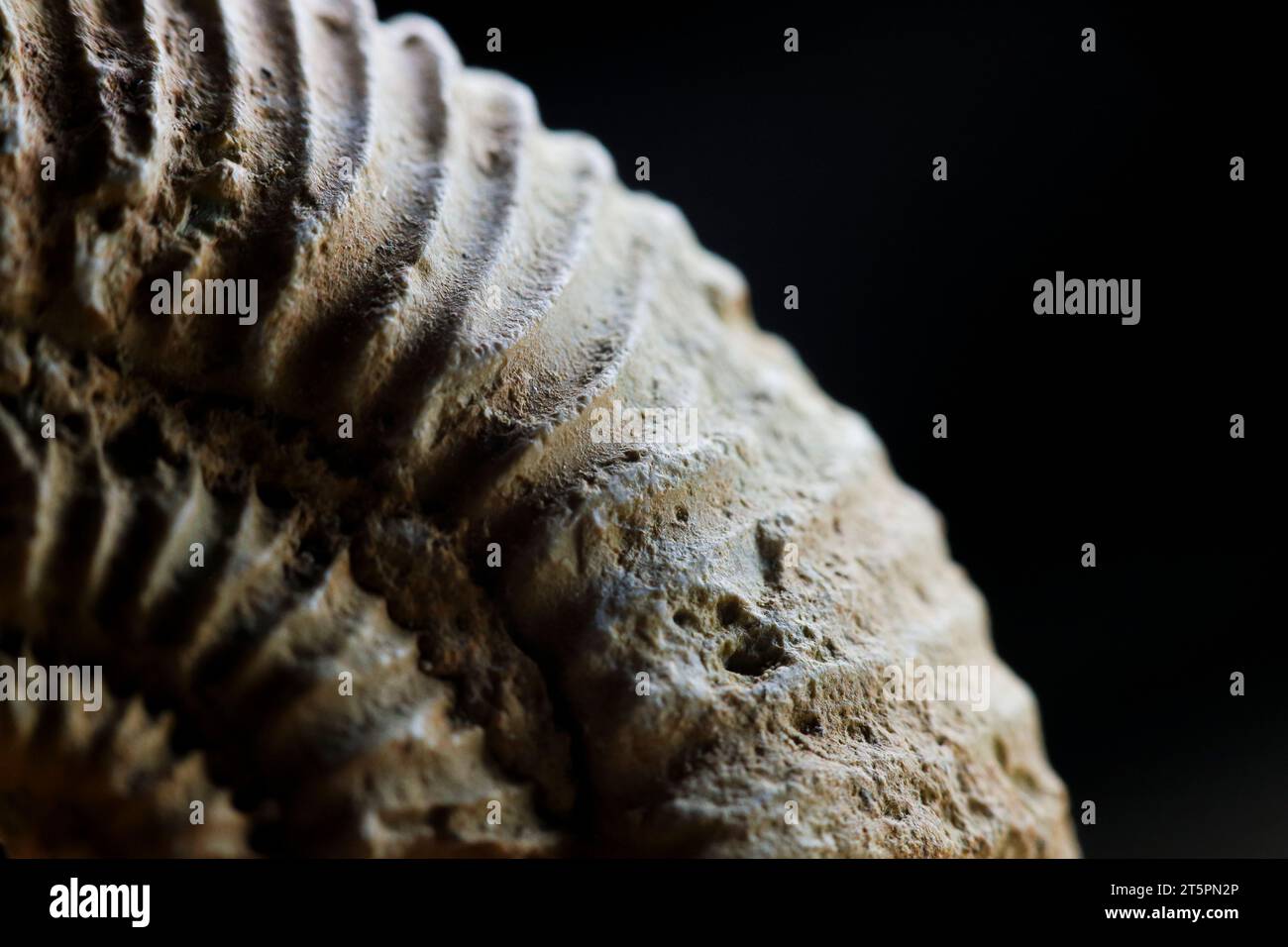 Ammoniitfossil aus nächster Nähe. Isoliert auf schwarzem Hintergrund. Jurassische Paläontologie. Stockfoto
