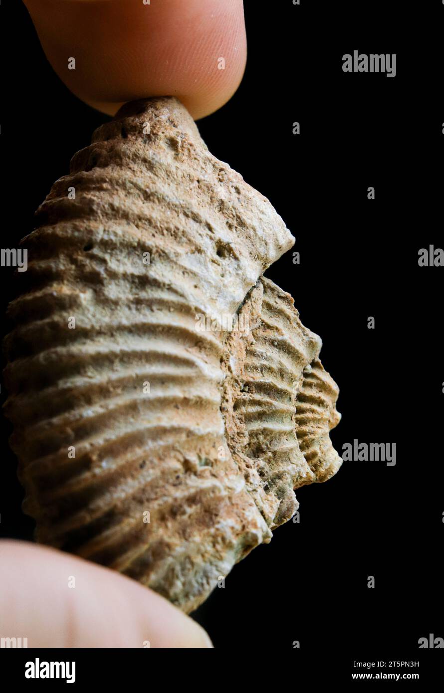 Ammoniitfossil in Händen isoliert auf schwarzem Hintergrund. Paläontologie. Stockfoto