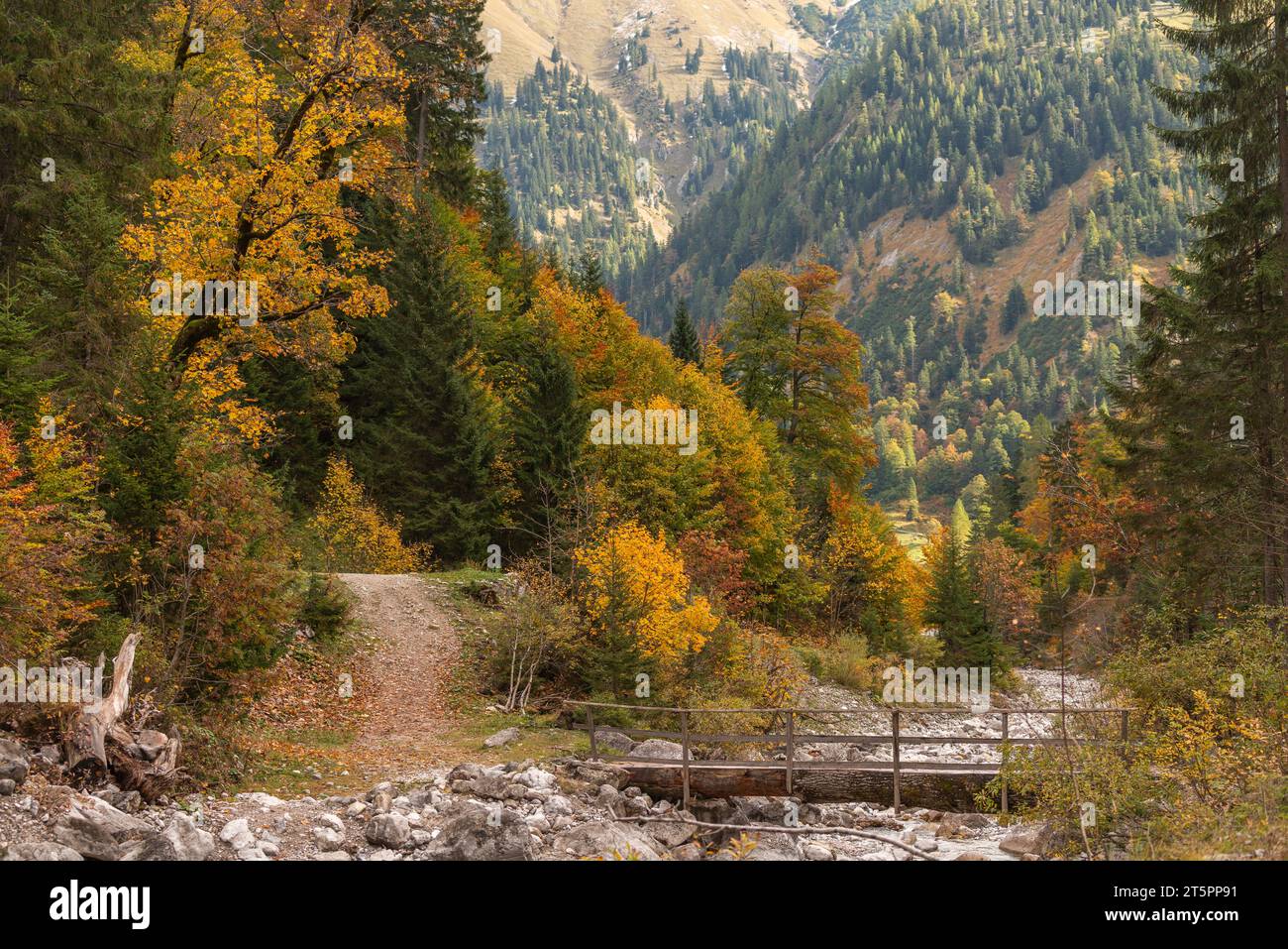 Blick auf den Bergbach enger Grundbach im Herbstlaub, Herbstsaison im engen Engtal oder Engtal, Hinterriss, Tirol, Österreich, Europa Stockfoto