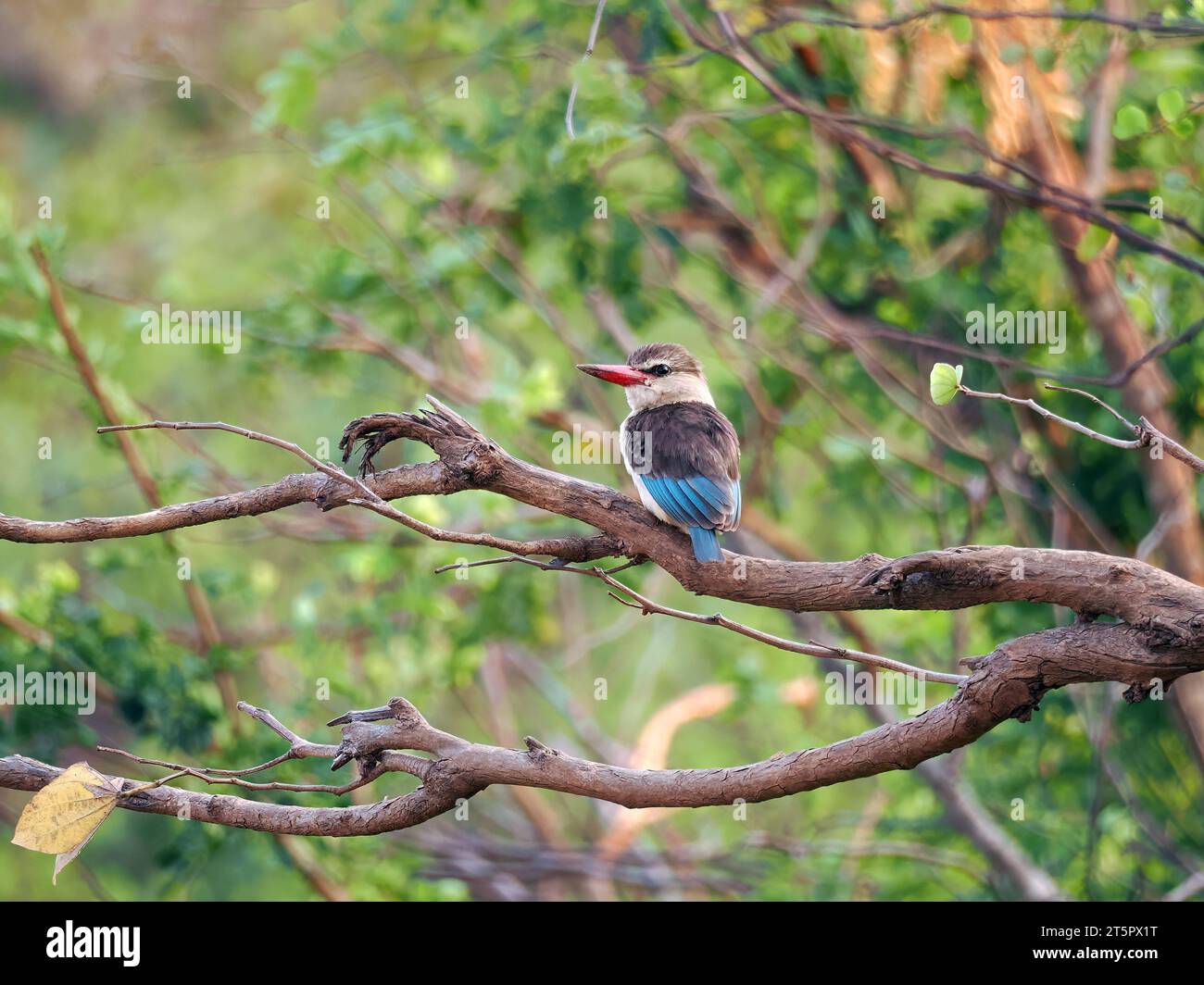 eisvogel mit brauner Kapuze, Braunkopfliest, Martin-chasseur à tête brune, Halcyon albiventris, barnafejű halkapó, Zambezi-Nationalpark, Simbabwe, Afrika Stockfoto