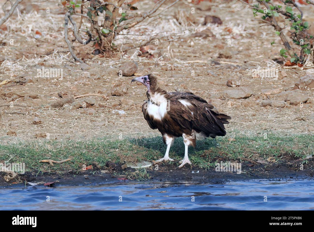 Kapuzengeier, Kappengeier, Vautour charognard, Necrosyrtes monachus, csuklyás keselyű, Sambesi-Nationalpark, Simbabwe, Afrika Stockfoto