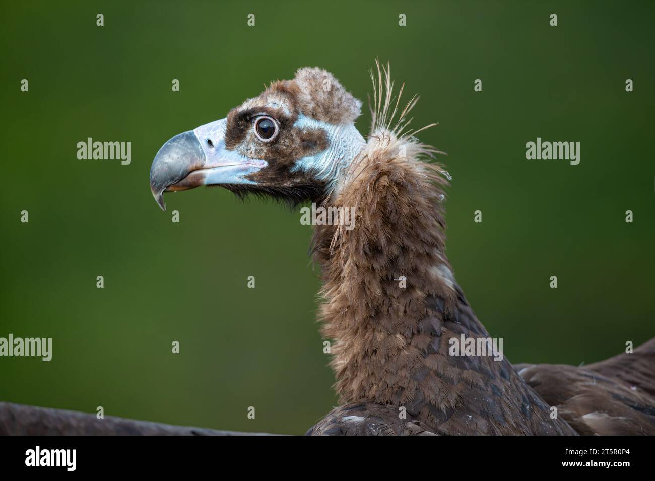 Porträt des Cinereus-Geiers (Aegypius monachus) auf grünem natürlichem Hintergrund. Stockfoto