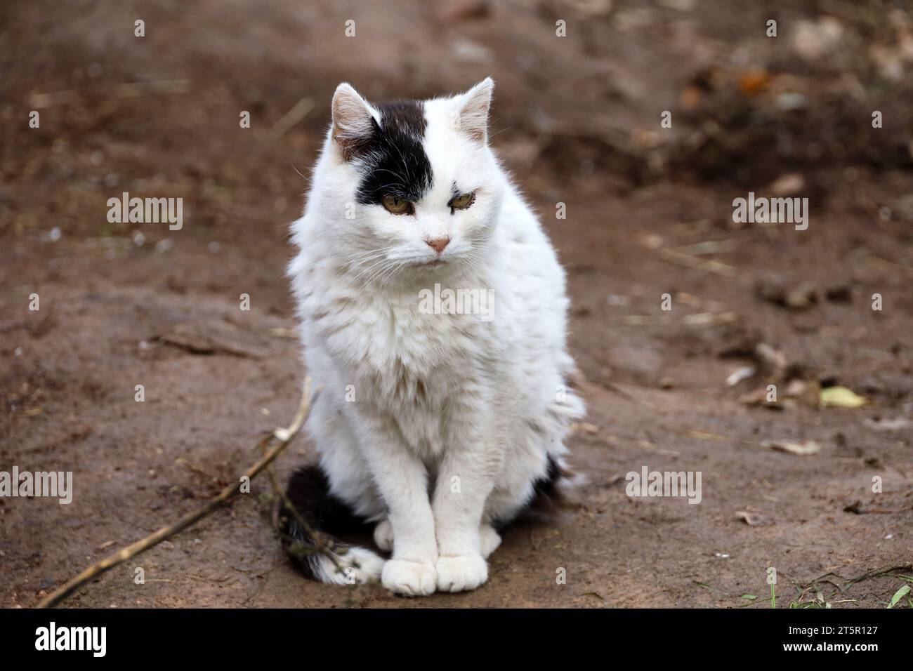 Porträt einer weißen Katze mit schwarzem Fleck im Gesicht, die auf einer Straße sitzt Stockfoto