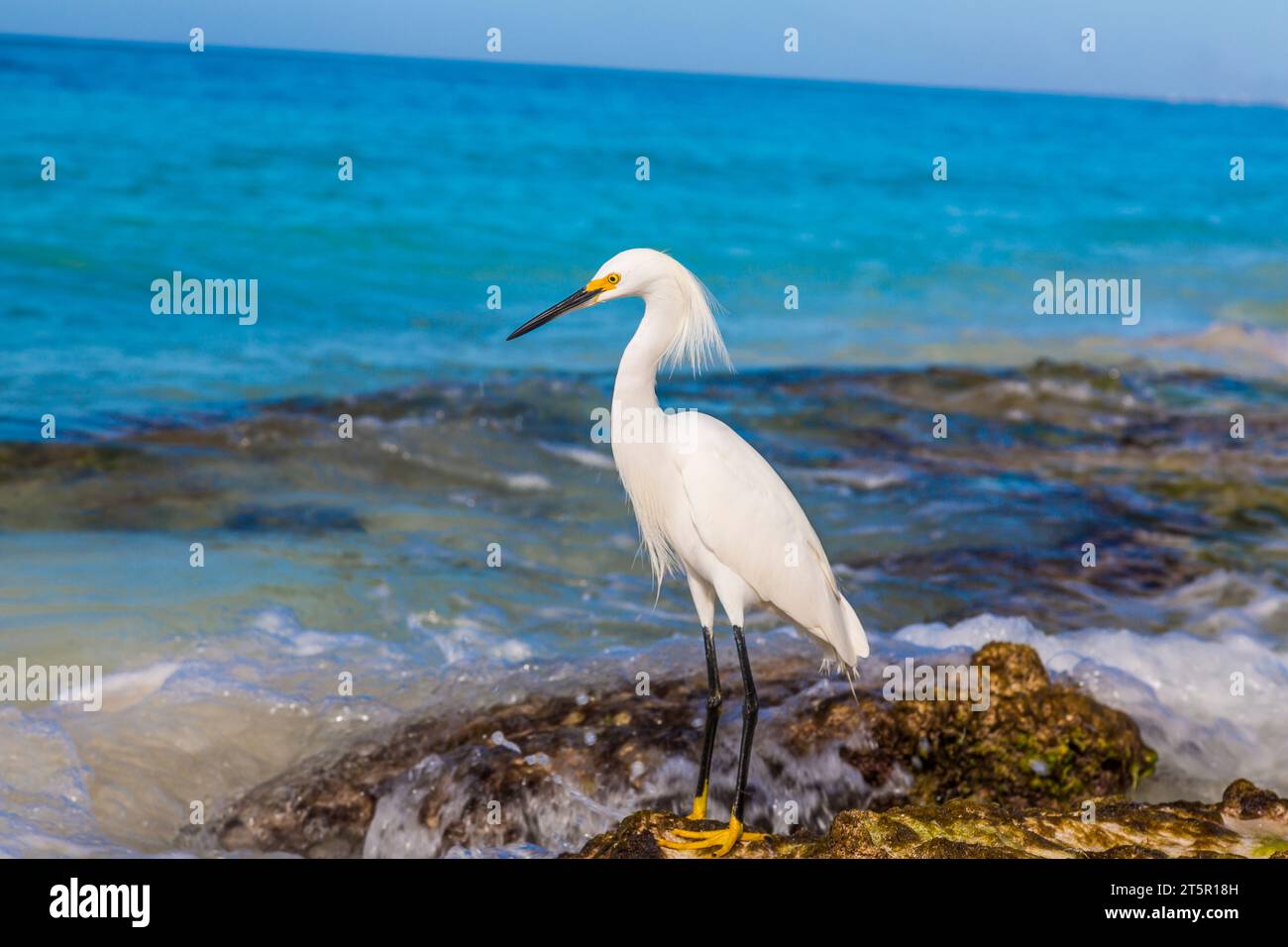Weiße Wasservögel am Strand der Dominikanischen Republik tagsüber Stockfoto