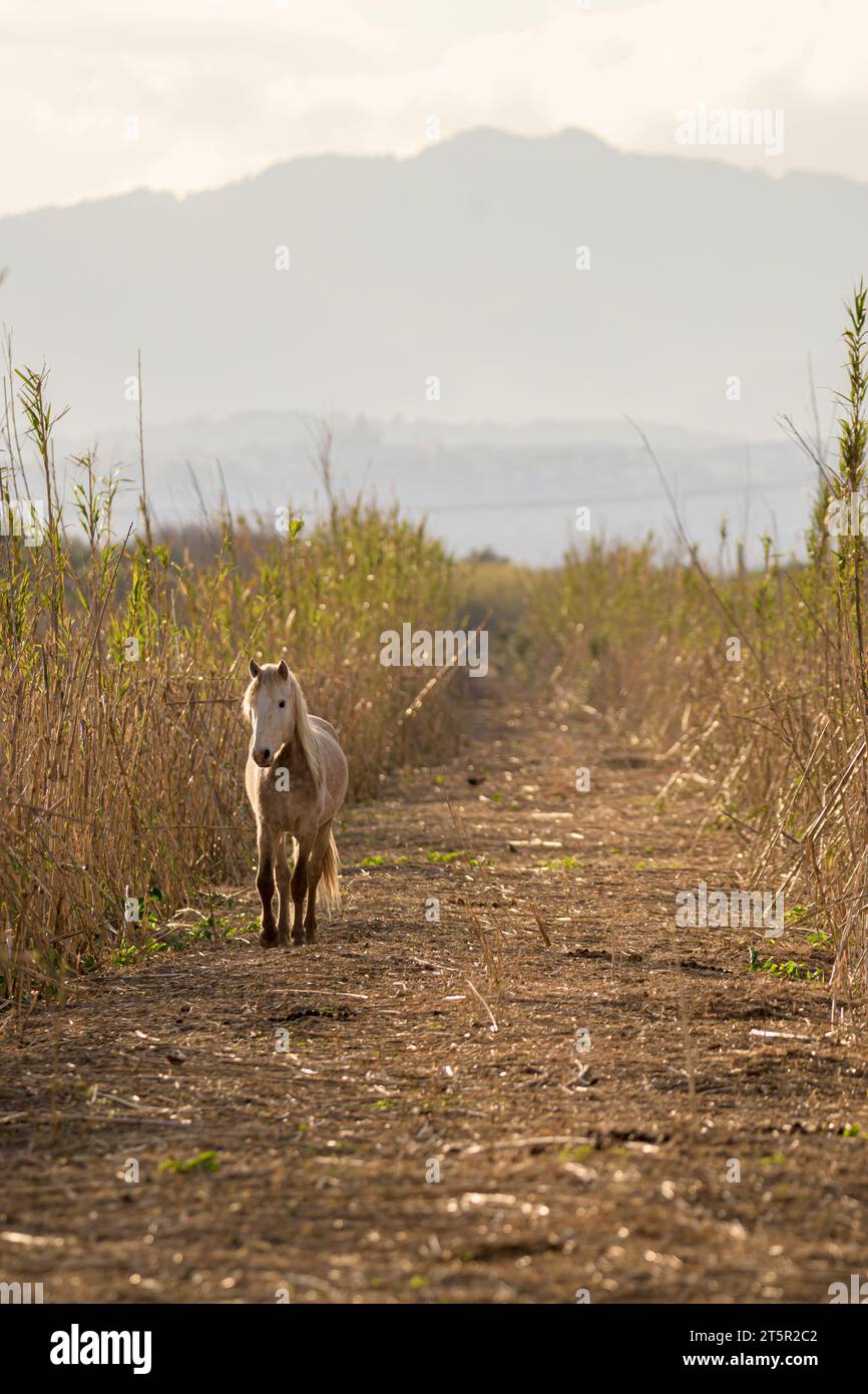 Weißes und graues wildes Pferd, das vor einer Straße auf den balearen mallorcas spaziert, im Hintergrund die tramuntana-Bergkette. Stockfoto