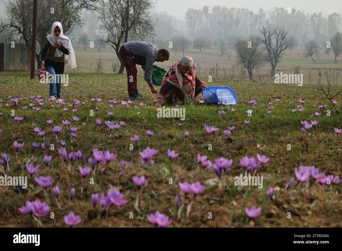 Srinagar Kaschmir, Indien. November 2023. A Family pflückt Safranblüten, während die Safranernte in Pampore, südlich von Srinagar, beginnt. Pampore, auch bekannt als Safranstadt Kashmir, ist berühmt für seinen hochwertigen Safran. Es ist einer der wenigen Orte auf der Welt, wo das teuerste Gewürz der Welt wächst. Am 6. November 2023 In Srinagar Kaschmir, Indien. (Kreditbild: © Firdous Nazir/OKULARIS via ZUMA Press Wire) NUR REDAKTIONELLE VERWENDUNG! Nicht für kommerzielle ZWECKE! Stockfoto