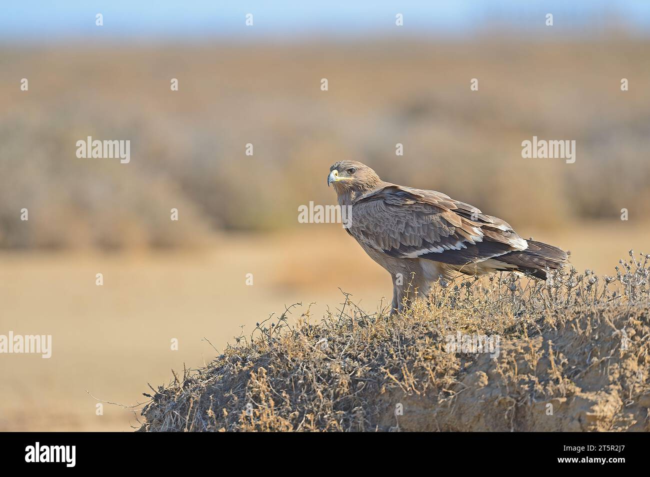 Steppenadler auf dem Boden im Hintergrund. Aquila nipalensis Stockfoto