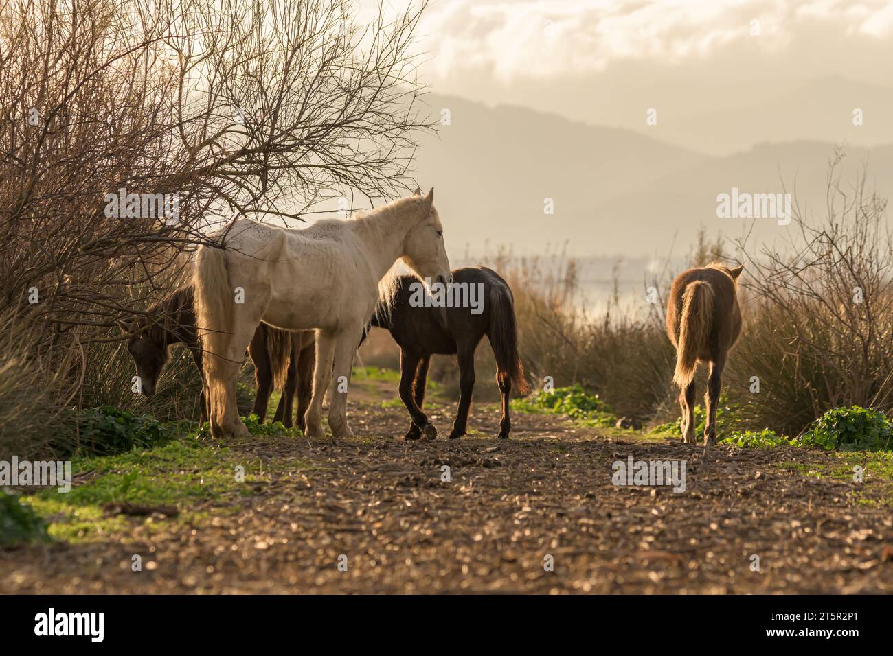 Gruppe von Pferden in Freiheit bei Sonnenuntergang, Junge und Erwachsene in Herde, mallorca, balearen, spanien, Stockfoto