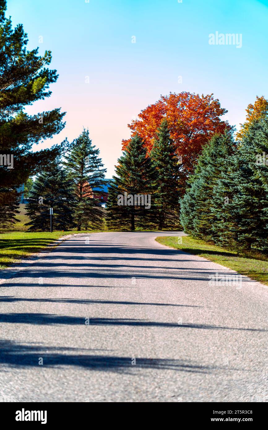 Saisonales Herbstbild zeigt Bäume, die sich zwischen grüner Kiefer und roter Scheune färben. Gerade Straße bietet Platz für Text im breiten mittleren Asphaltbereich. Stockfoto