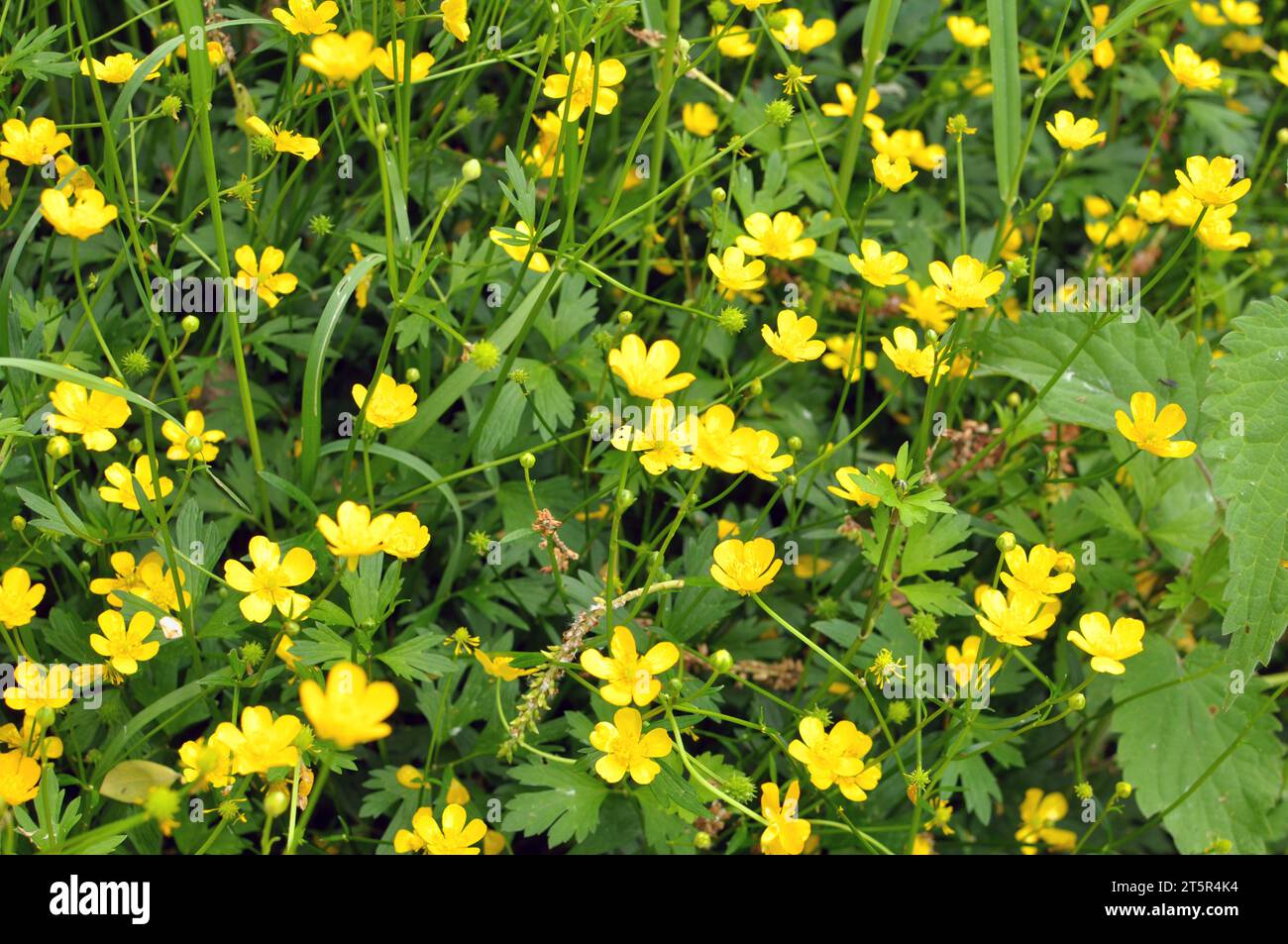 In freier Wildbahn wächst eine schleichende Butterblume (Ranunculus repens) Stockfoto