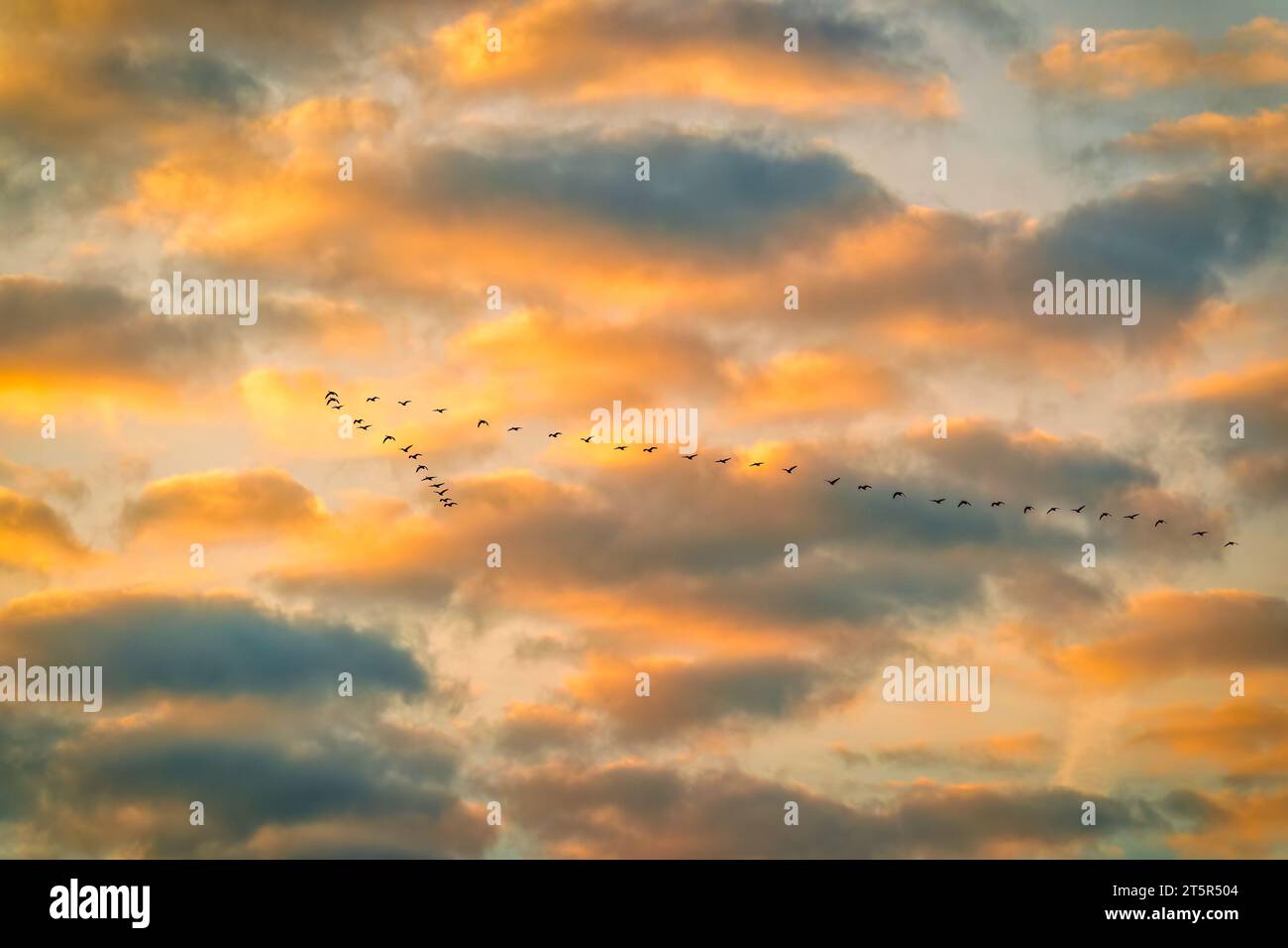 Eine Gruppe von Vögeln, die bei Sonnenuntergang durch den Himmel fliegen Stockfoto