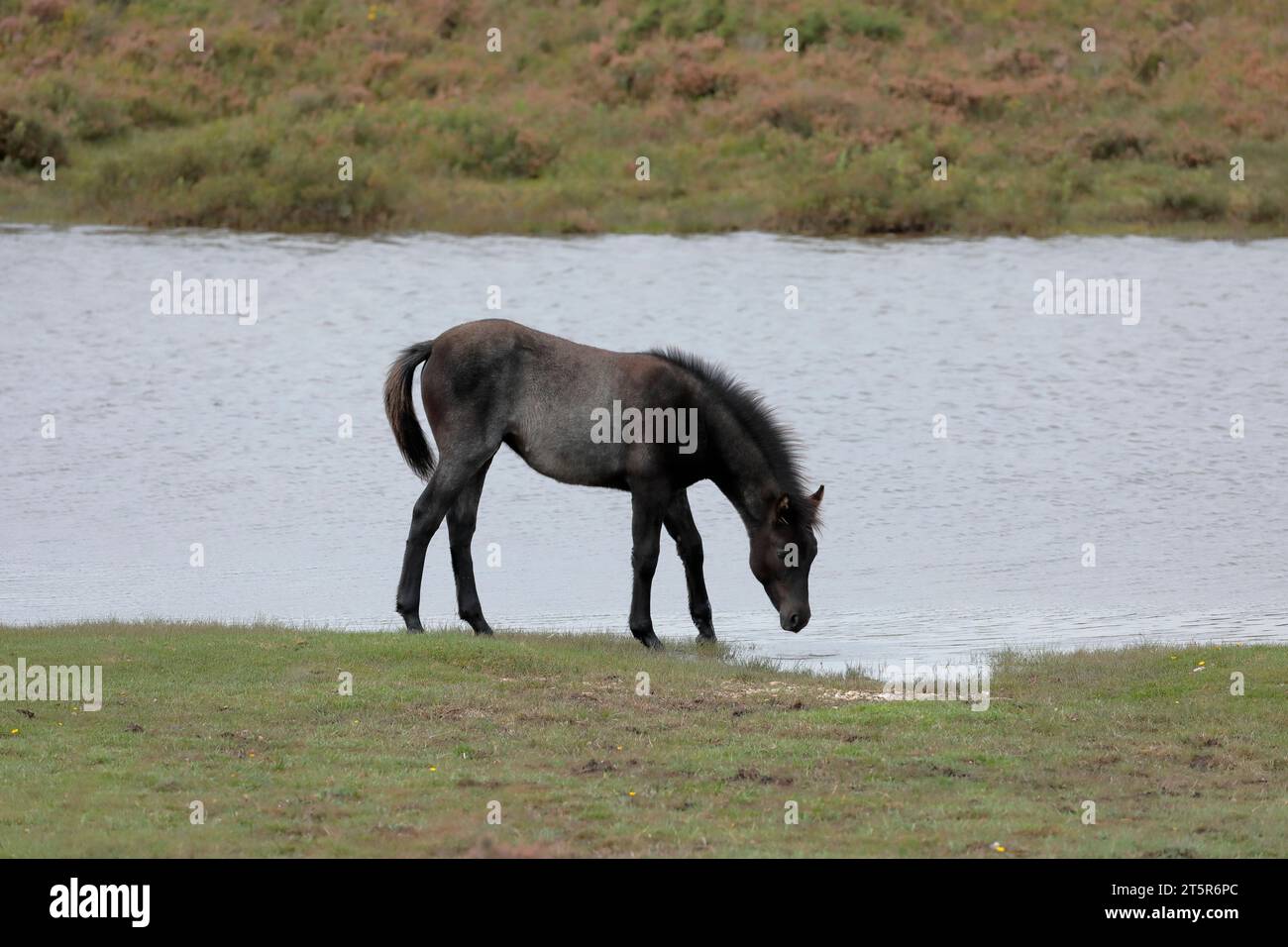 Ein dunkelgraues New Forest Pony, das am Hatchet Pond vorbeiläuft, mit Heidekraut im Hintergrund Stockfoto