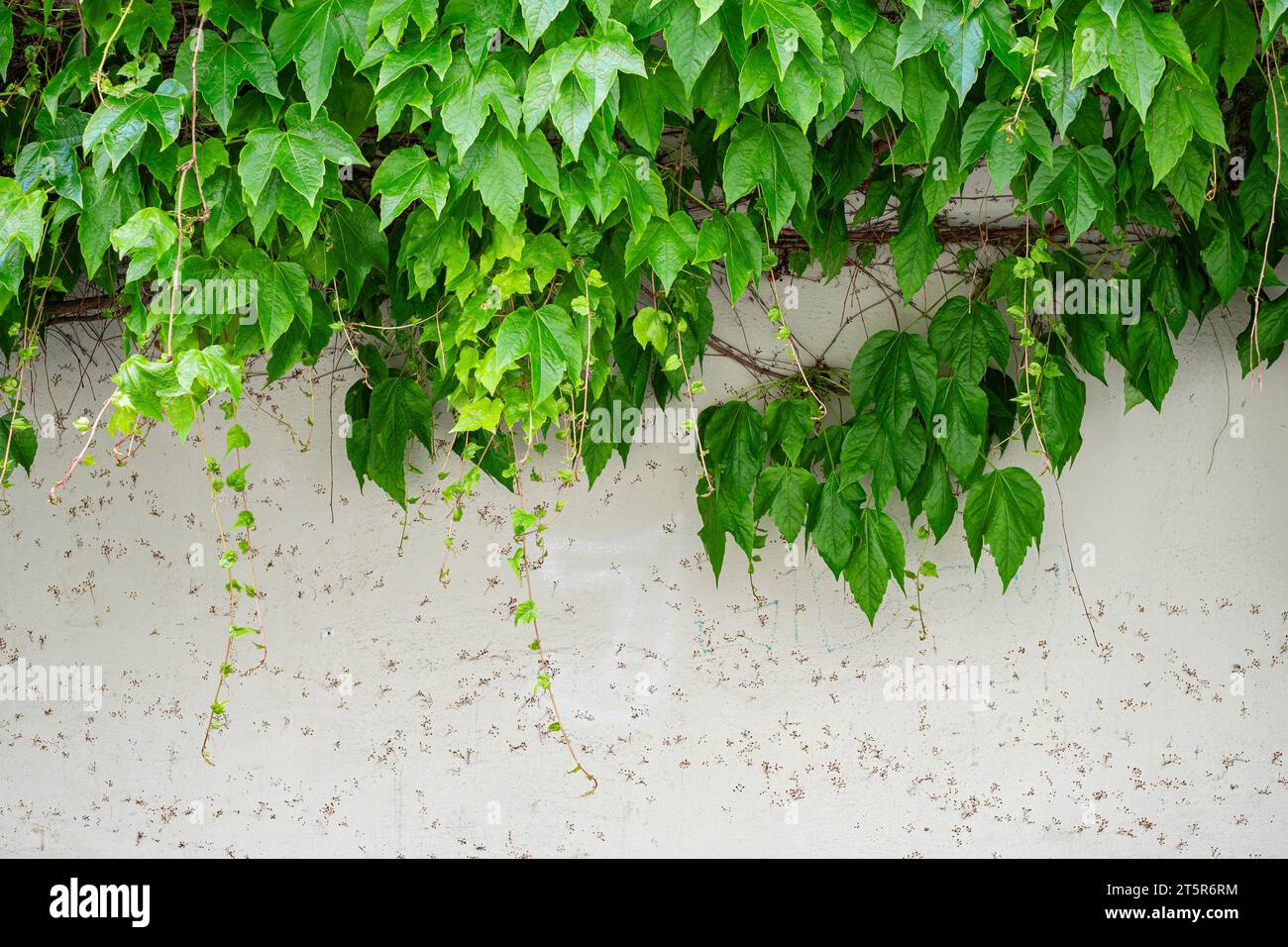 Grüne Weinblätter hängen von einer Wand. Stockfoto