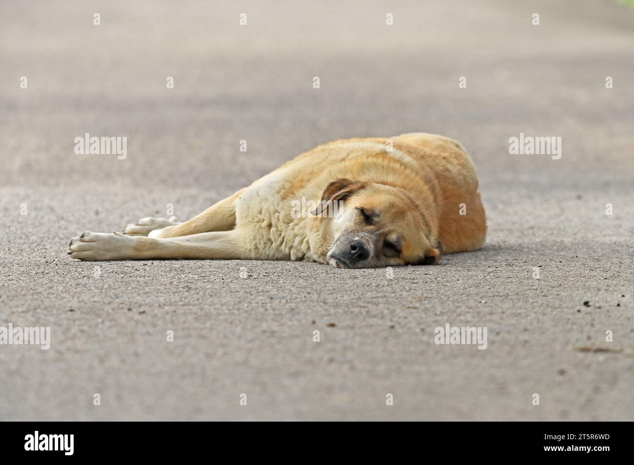 Der streunende Hund liegt auf der Straße, auf der Straße. Stockfoto