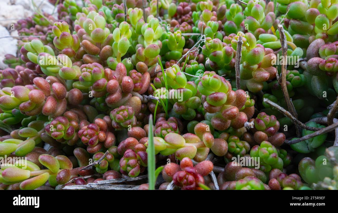 Stonecrop oder Sedum rock oder Sedum rupestre ist eine Art von Sukkulenten aus der Gattung Sedum der Familie Crassulaceae. Stockfoto