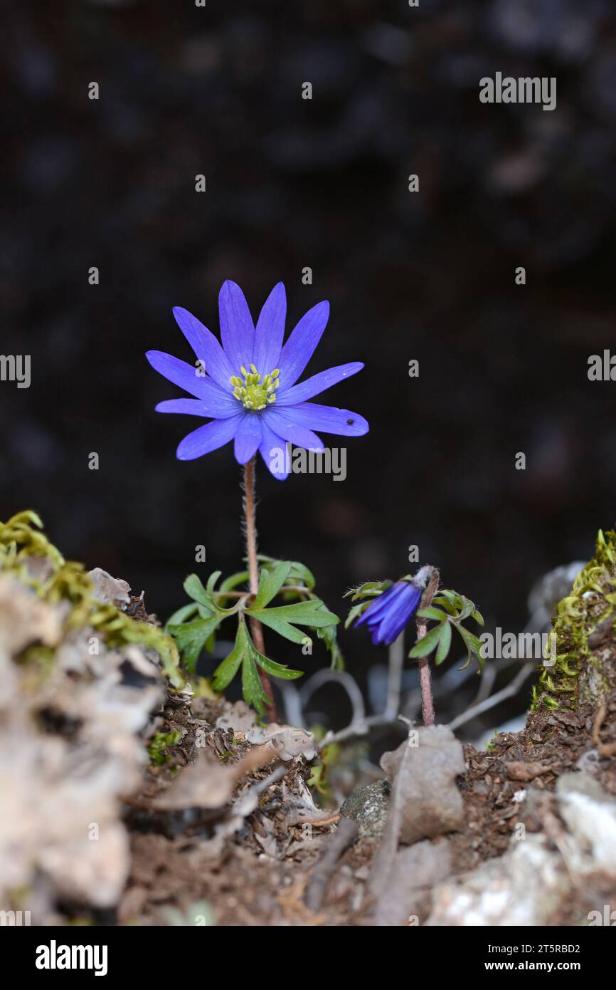 Anemonoides blanda, syn. Die Balkananemone, griechische Windblume oder Winterwindblume, ist eine Art blühender Pflanze aus der Familie der Ranunculaceae. Stockfoto