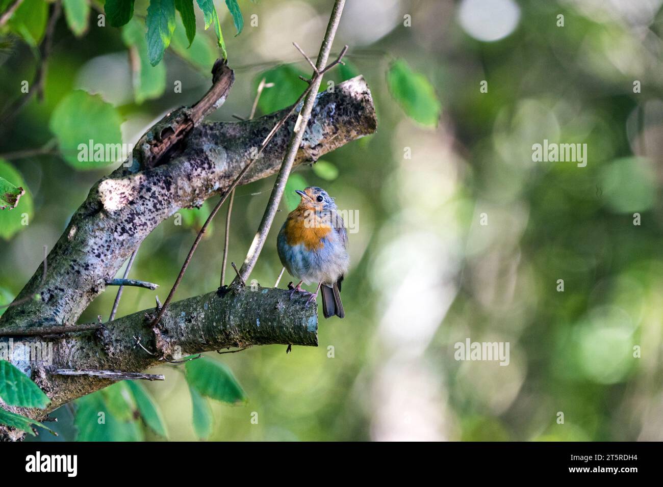 Wunderschöner Vogel aus Llanes - Petirrojo Europeo - Erithacus rubecula Stockfoto