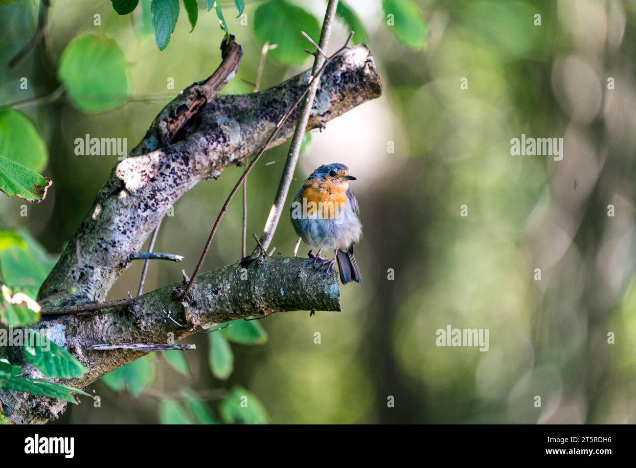 Wunderschöner Vogel aus Llanes - Petirrojo Europeo - Erithacus rubecula Stockfoto