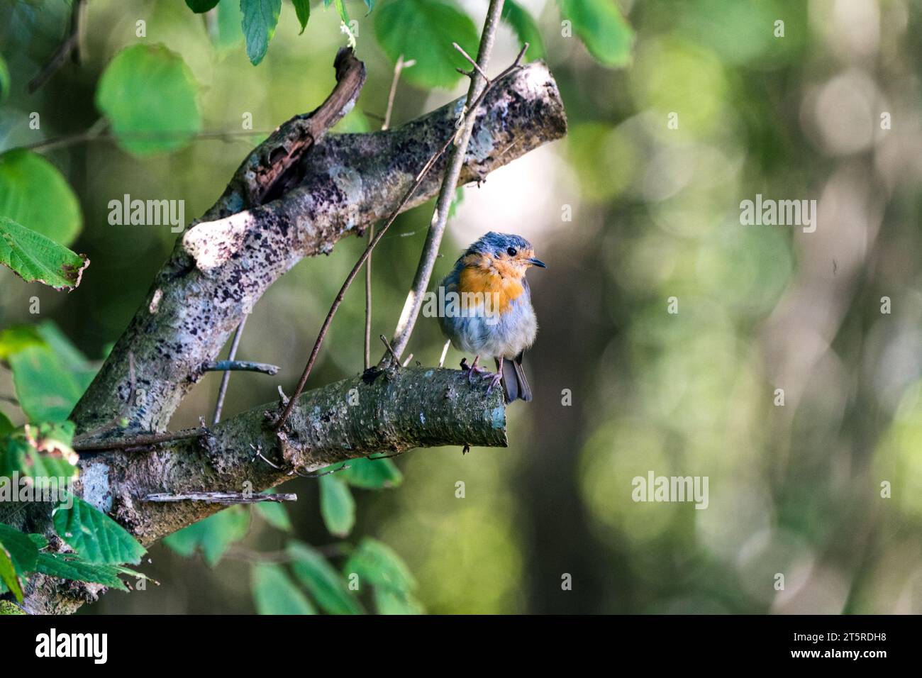 Wunderschöner Vogel aus Llanes - Petirrojo Europeo - Erithacus rubecula Stockfoto