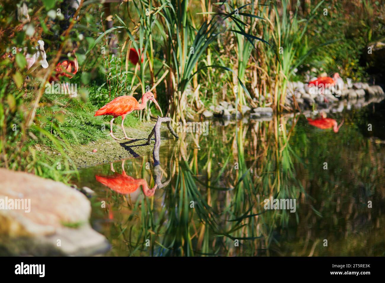 Viele rosafarbene Ibisse im zoologischen Park in Paris, Frankreich Stockfoto