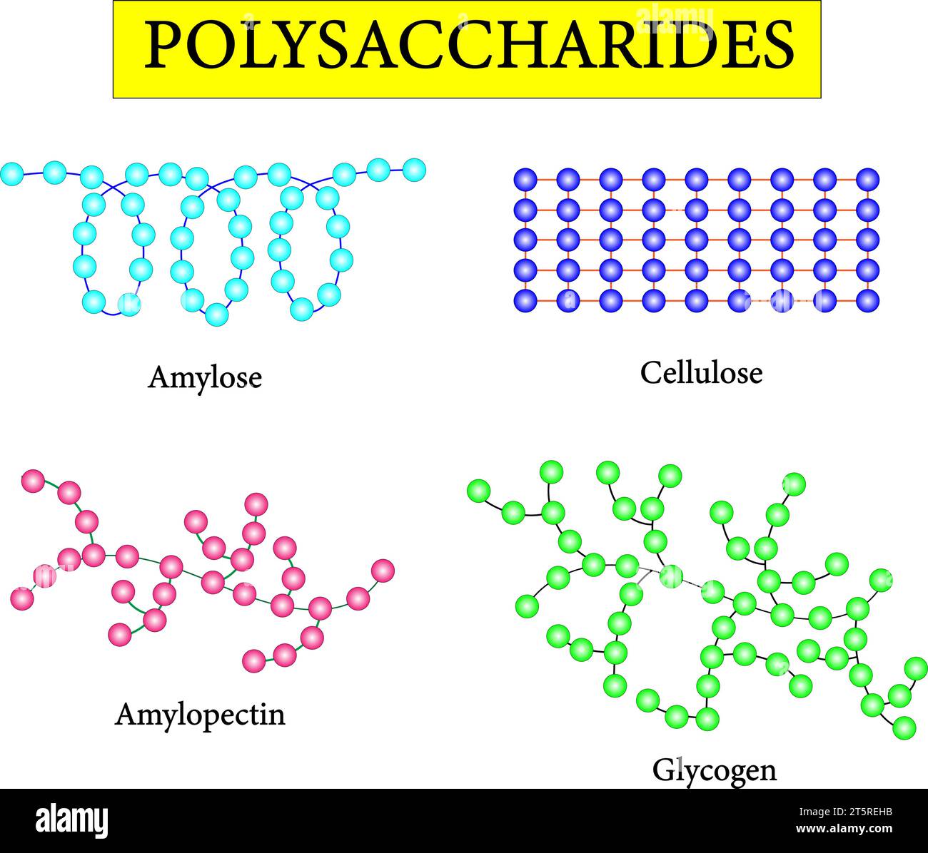 Polysaccharidtypen. Wissenschaftliche Konzeption. Amylose, Cellulose, Amylopektin und Glykogen. Vektorabbildung. Stock Vektor