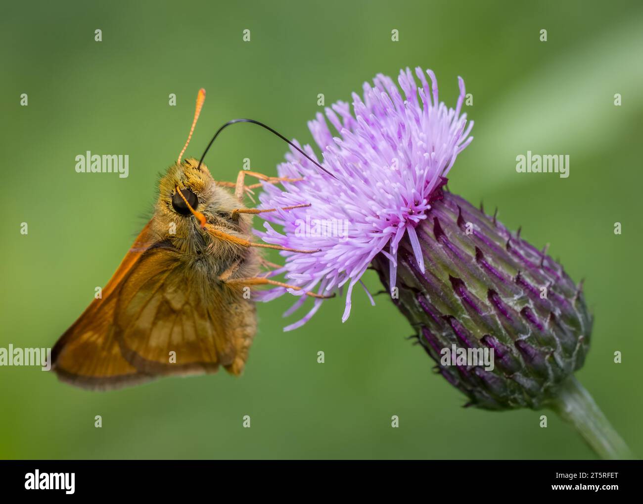 Nahaufnahme oder Makroaufnahme einer Motte, die eine Wildblume der Bulle Thistle (Cirsium vulgare) im Chippewa National Forest im Norden von Minnesota bestäubt Stockfoto
