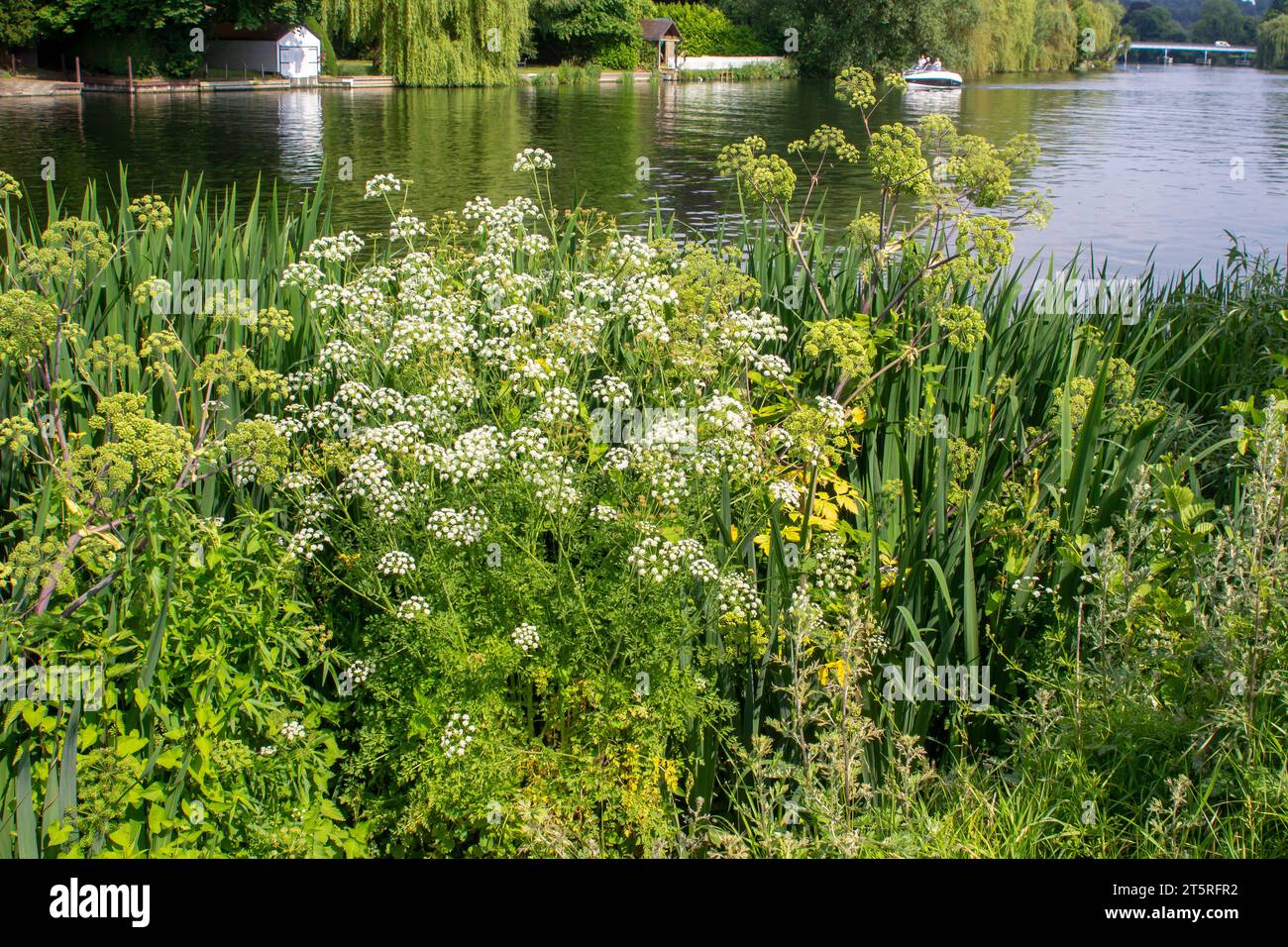 Mitte Juni 2023 blühen wilde Blumen und Gräser am Ufer der Themse in Cookham Village, Berkshire England. Stockfoto