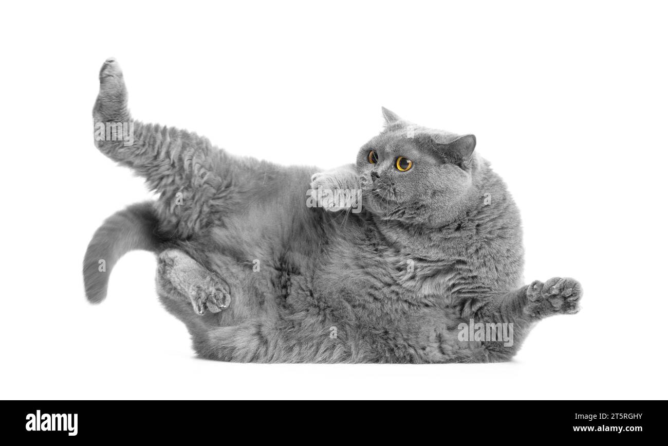 Fette britische Katze posiert auf weißem Hintergrund. Fettleibigkeit bei Katzen, eine übergewichtige Katze liegt auf der Seite und versucht aufzustehen. Stockfoto