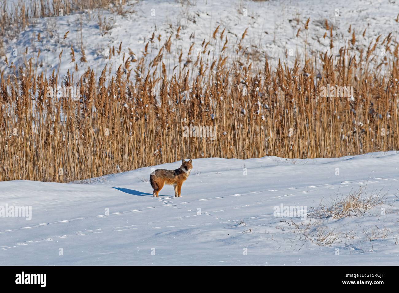Goldener Jackal (Canis aureus) im Schnee spazieren. Trockene Schilfe im Hintergrund. Stockfoto