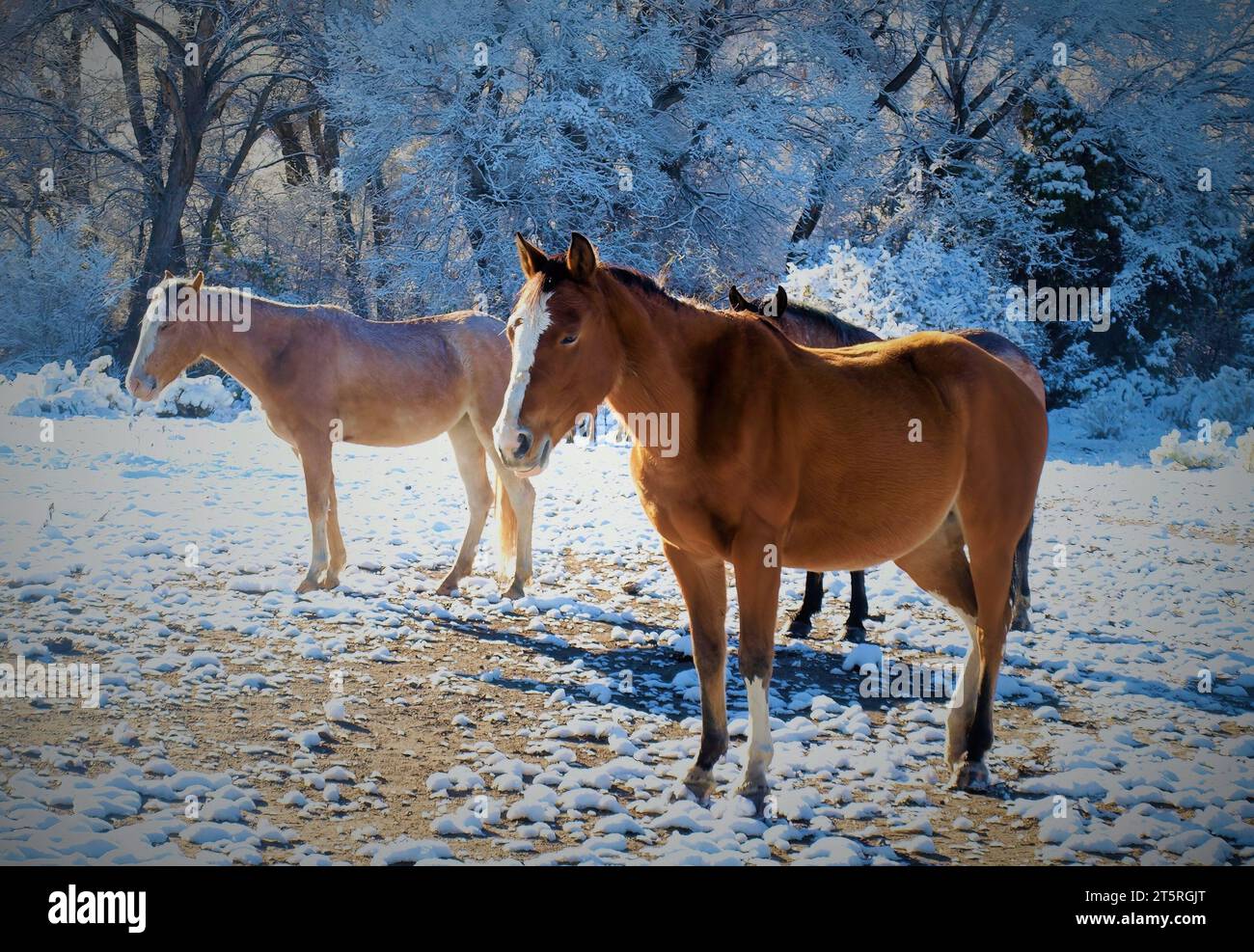 Zwei helle Pferde auf einer schneebedeckten Weide in New Mexico Stockfoto