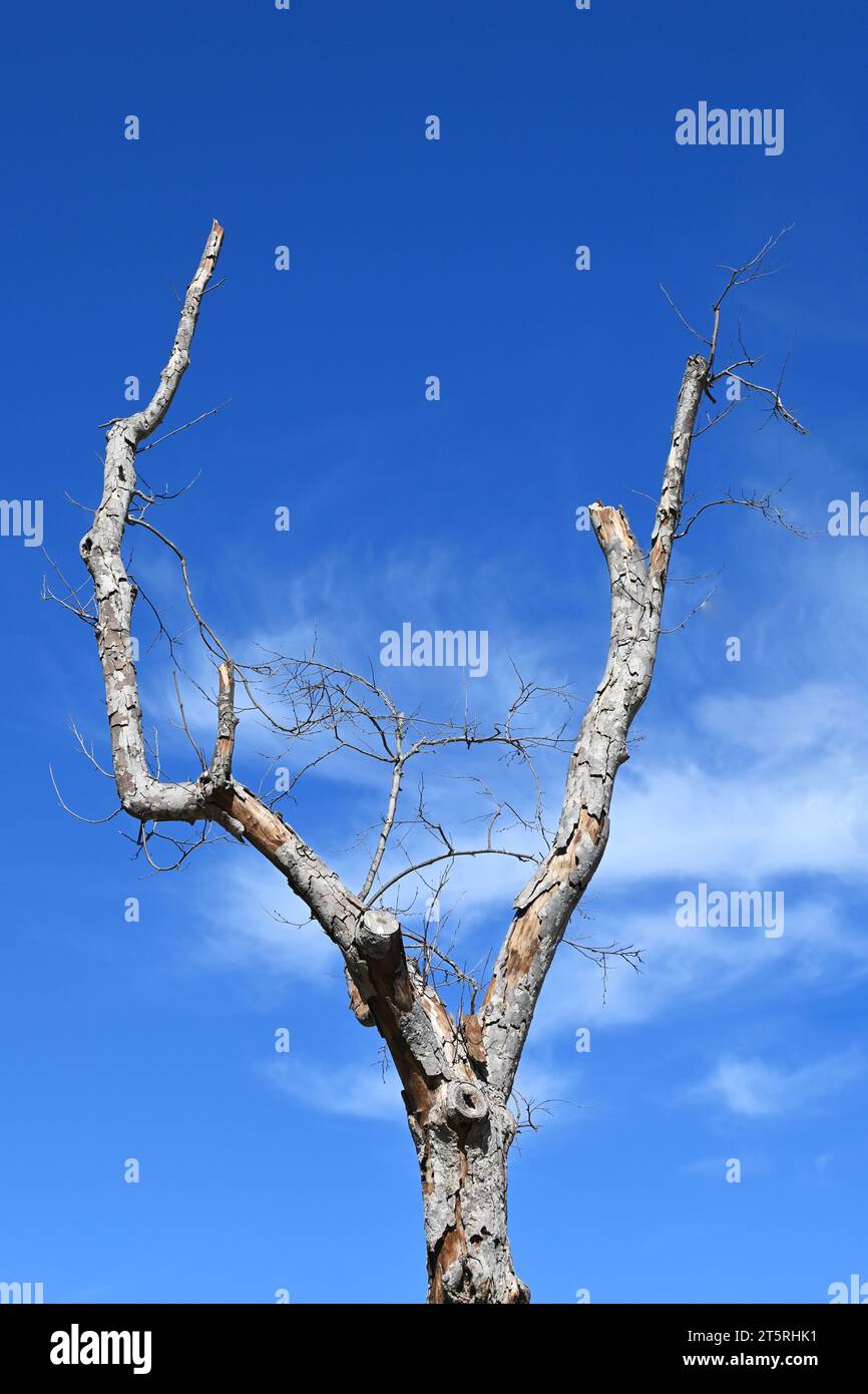 Verzweigte tote Bäume vor einem hellblauen Himmel und schroffen Wolken. Stockfoto