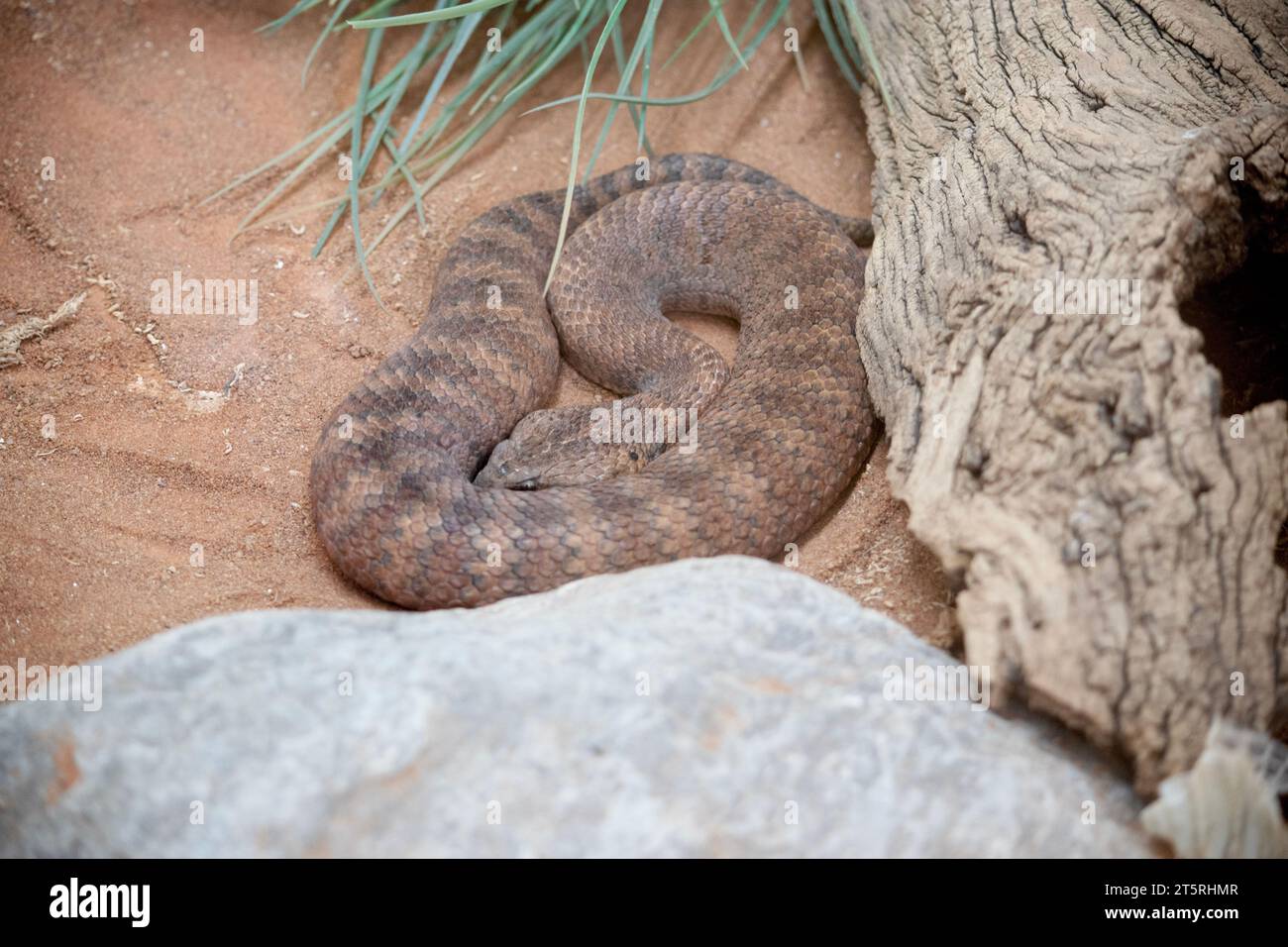 Die gewöhnliche Todesdaune hat einen breiten, flachen, dreieckigen Kopf und einen dicken Körper mit roten, braunen und schwarzen Bändern mit einem grauen, cremefarbenen oder rosafarbenen Bauch. Stockfoto