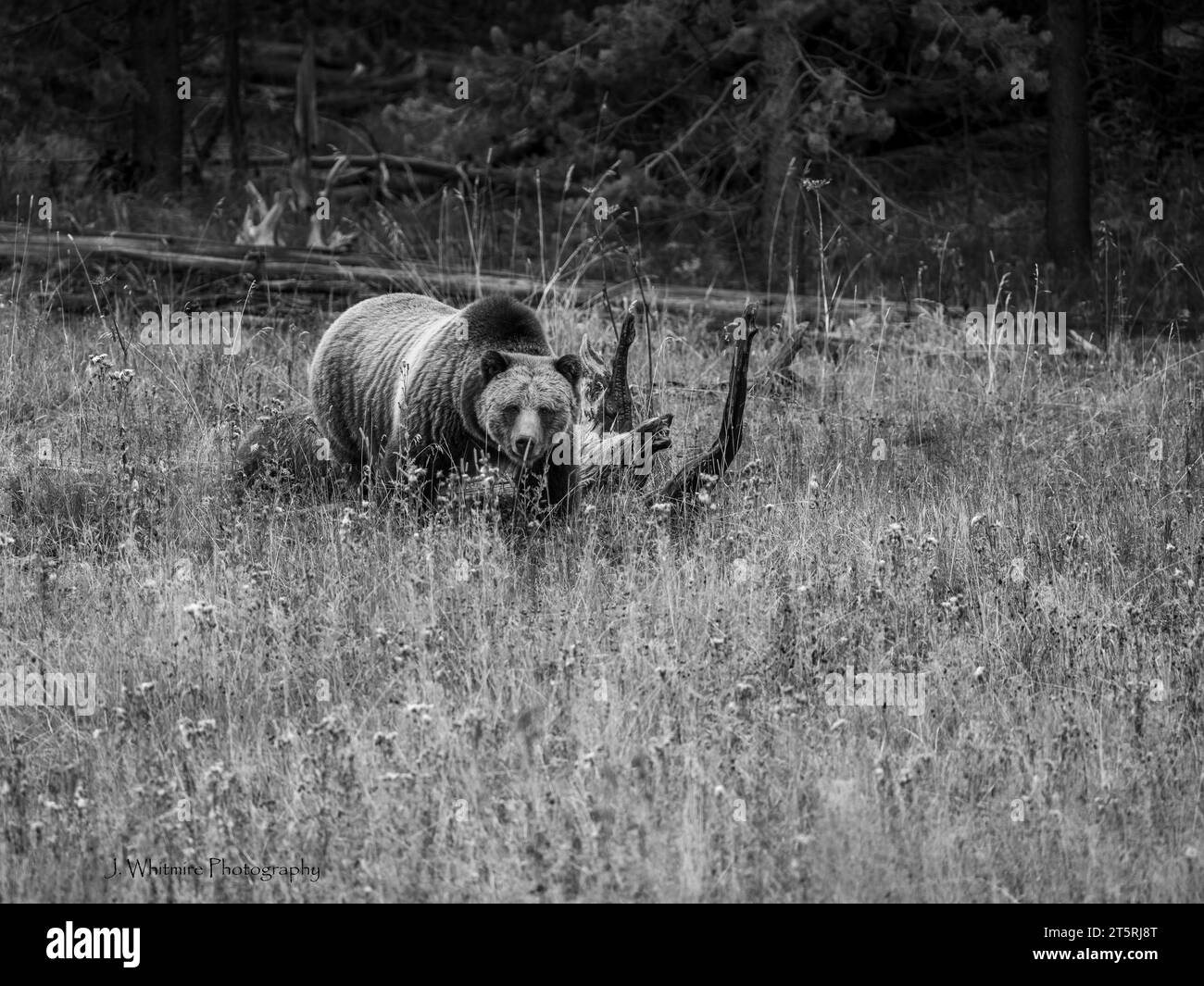 Eine ausgewachsene Grizzlybärin mit ihren beiden jungen Jungen im Schlepptau ist absolut entzückend, aber sehr gefährlich Stockfoto