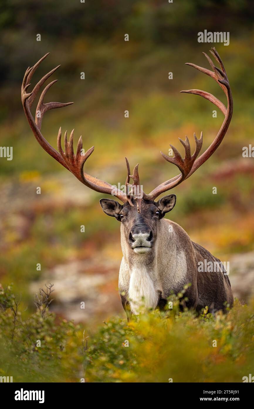 Bulle Caribou Stockfoto