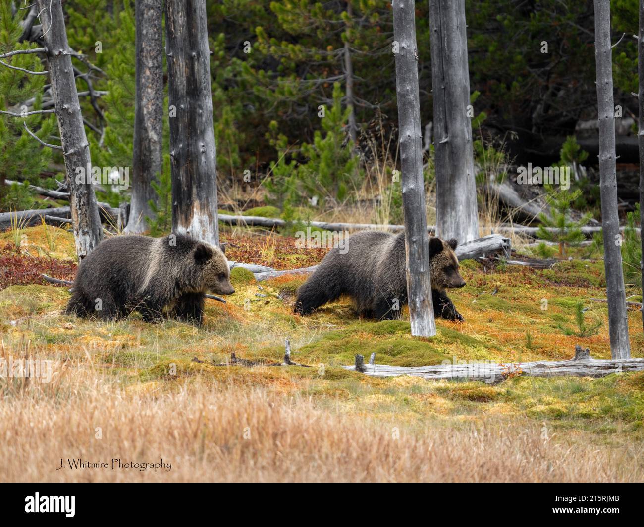 Grizzlybären bewegen sich frei auf einem Feld und essen Beeren im Yellowstone Park Stockfoto