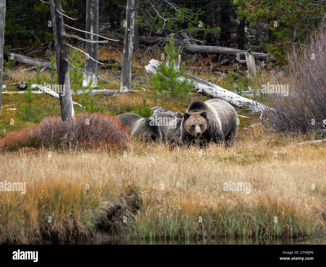 Grizzlybären bewegen sich frei auf einem Feld und essen Beeren im Yellowstone Park Stockfoto