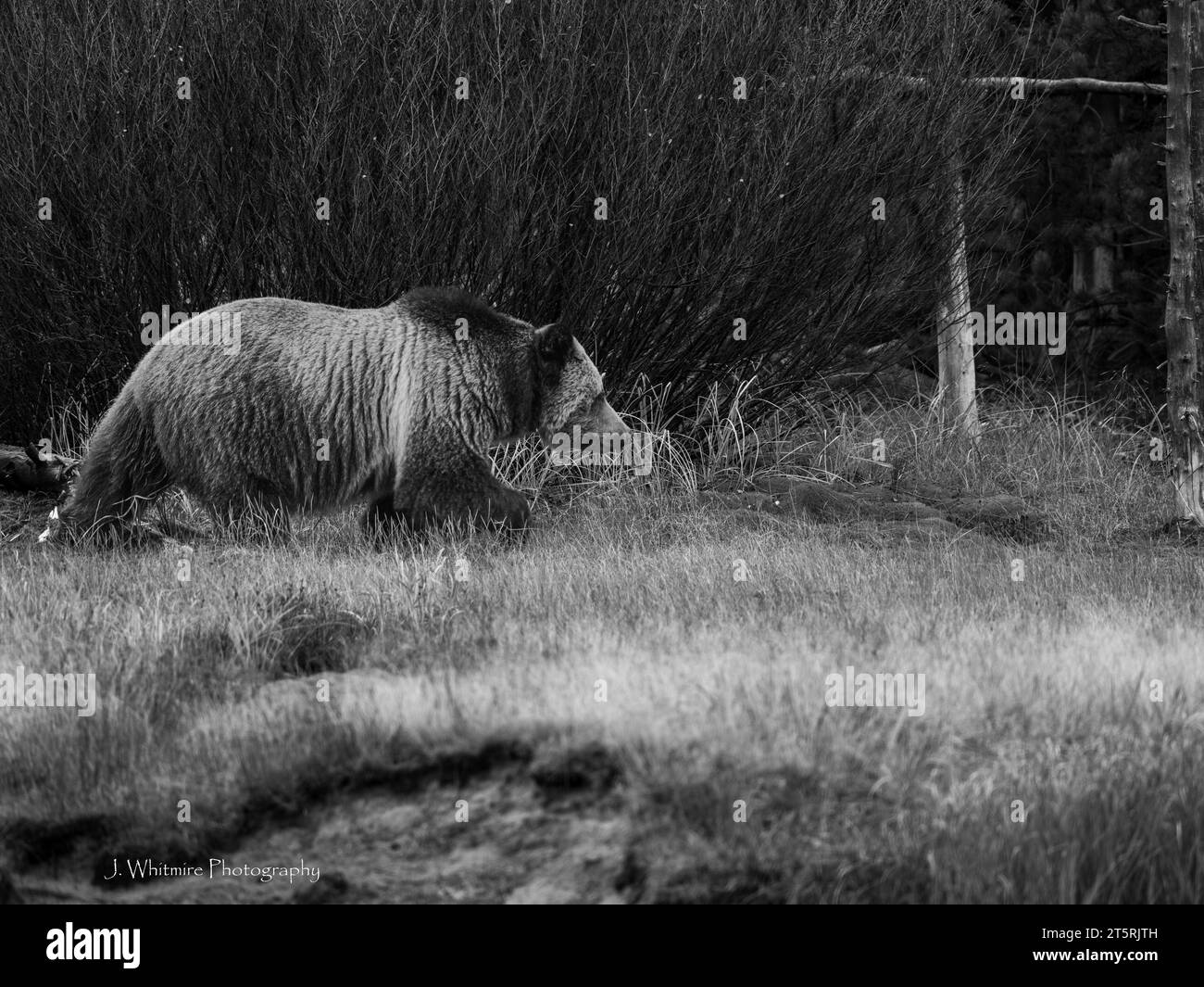 Grizzlybären bewegen sich frei auf einem Feld und essen Beeren im Yellowstone Park Stockfoto