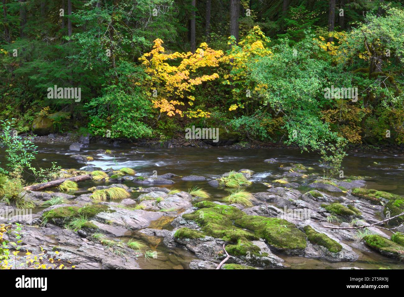 Die herbstliche Farbe setzt sich entlang des South Santiam River durch die Kaskadengebirge im Zentrum von Oregon ein. Stockfoto