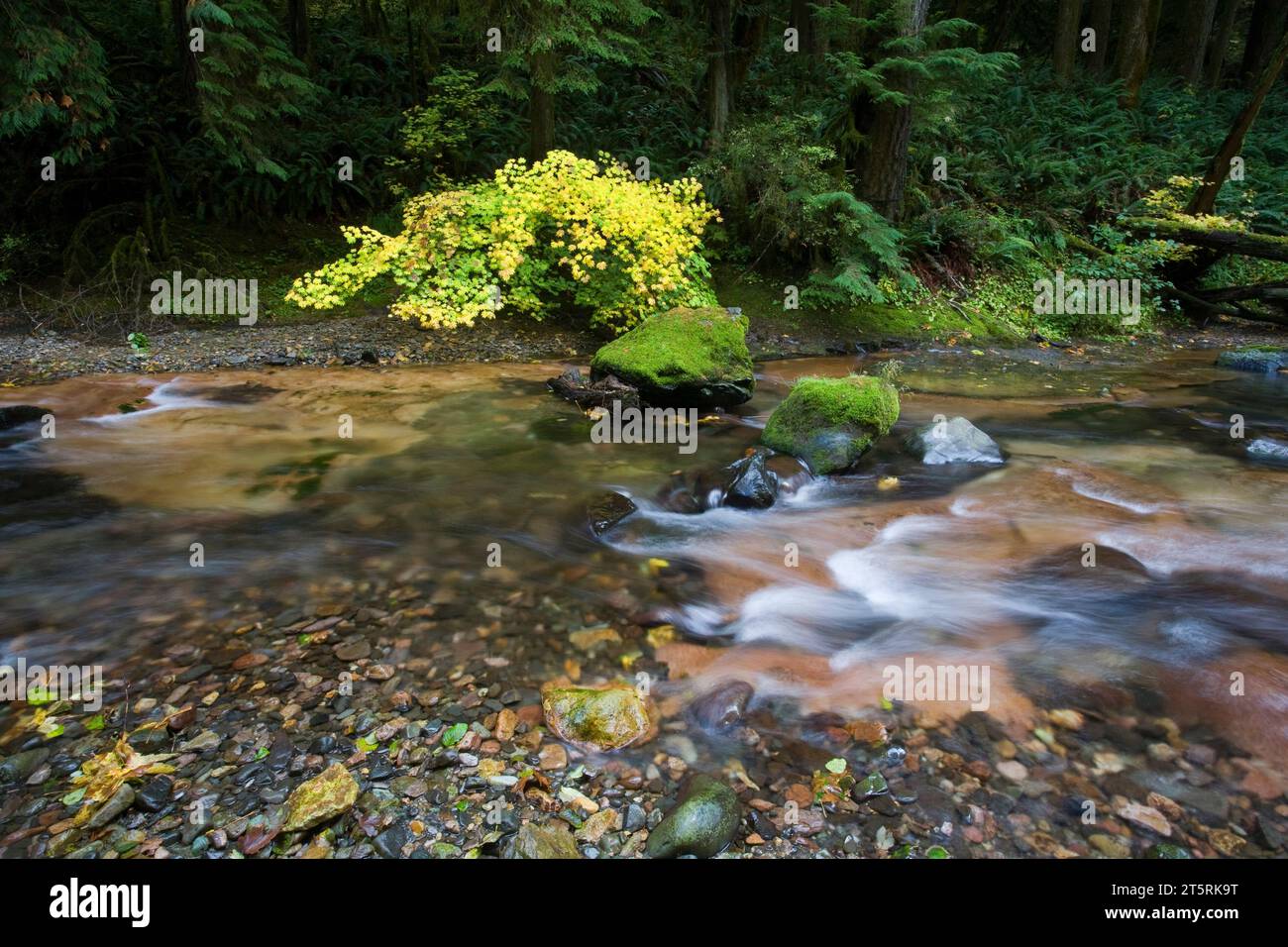 Weinahorn wird im Herbst gelb am Soda Creek in den Oregon Cascades in der Nähe der Stadt Sweet Home, Oregon. Stockfoto