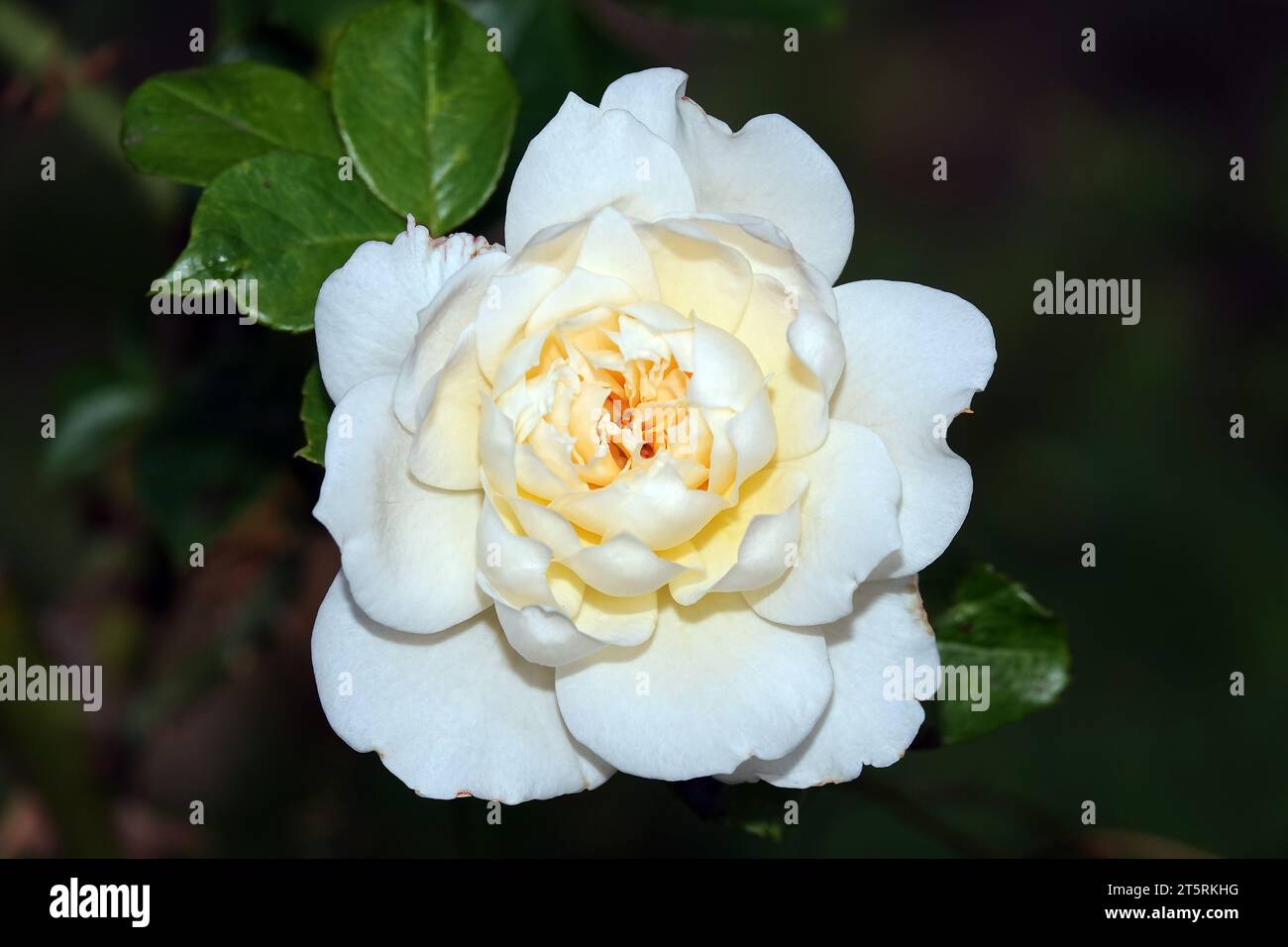 Camellia japonica ist eine ausdauernde krautige Pflanze aus der Teefamilie. Stockfoto