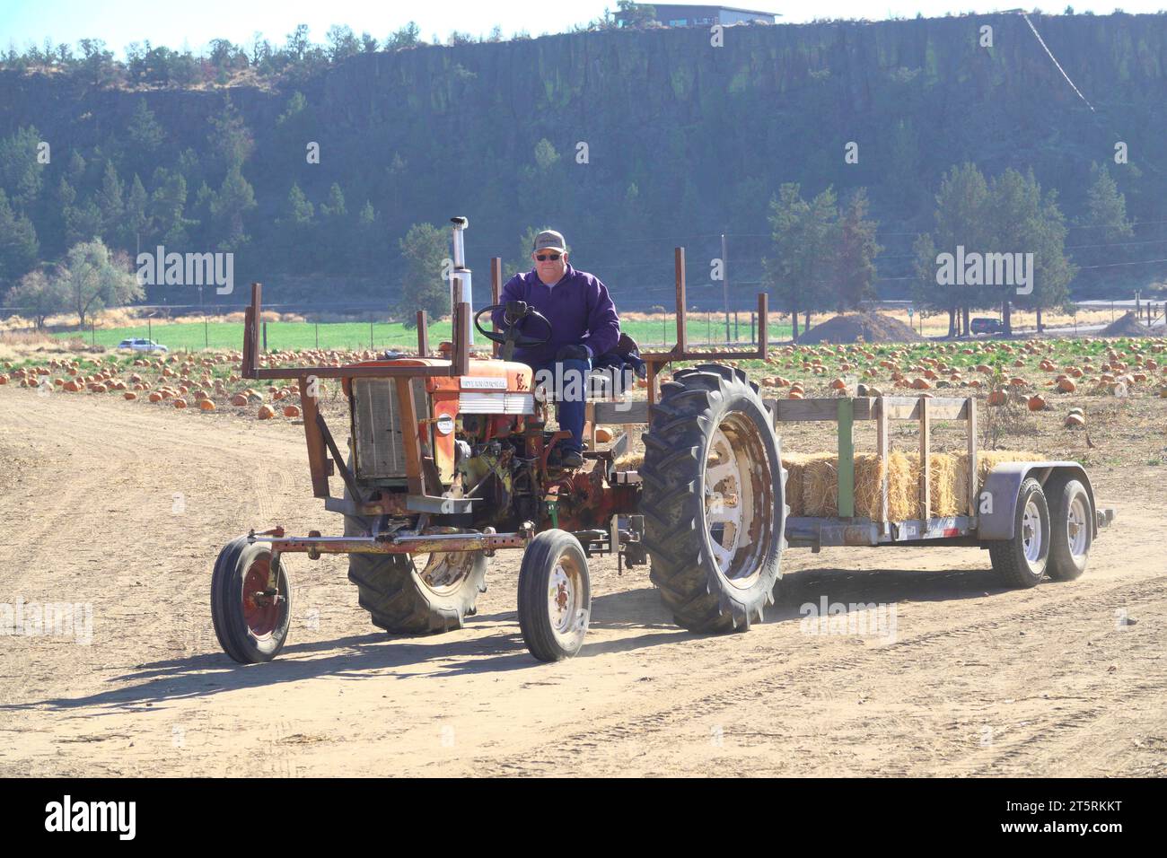 Ein Mann, der Ende oktober auf der Smith Rock Ranch in der Nähe von Terrebonne, Oregon, einen Traktor durch ein Kürbisfeld fuhr. Stockfoto