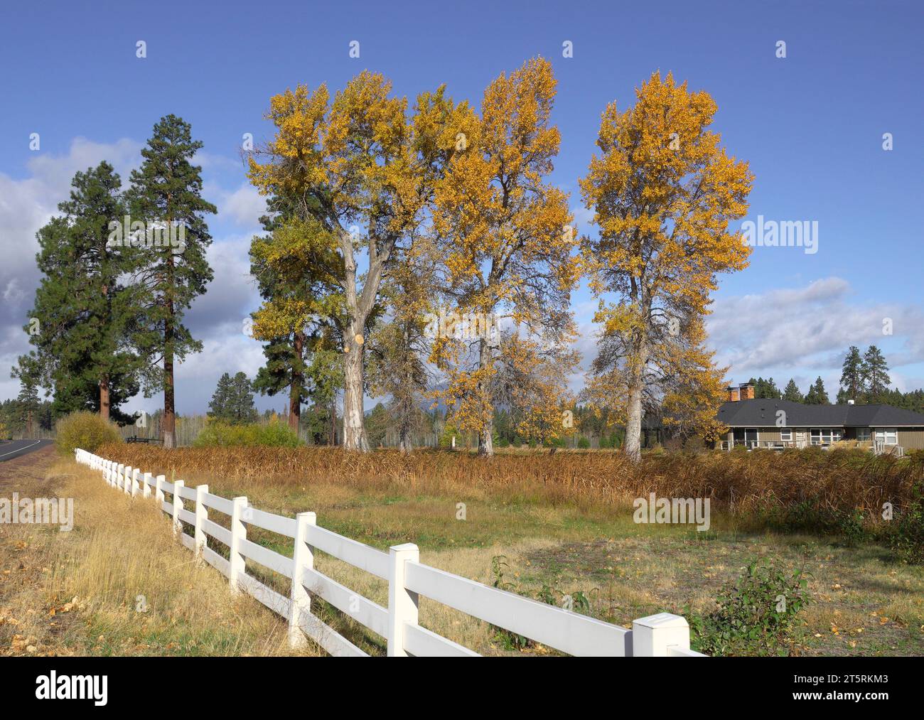 Riesige Baumwollbäume, die Gold werden, in Octobershadow, einem Ranch-Haus in der Nähe der kleinen Stadt Sisters, Oregon, in der Oregon Cascade Range of Mounains. Stockfoto