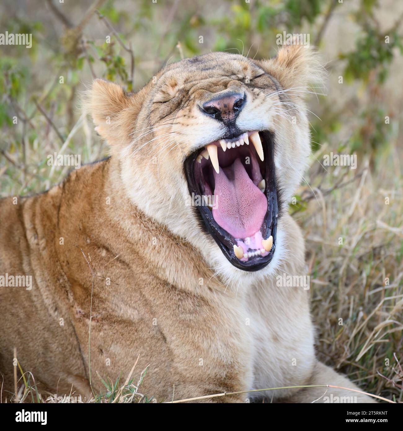 Löwin im Ngorongoro-Krater, liegt auf dem Fahrzeug, knurrend Stockfoto
