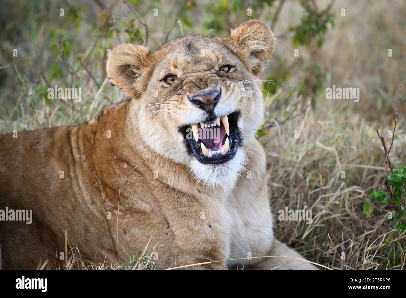 Löwin im Ngorongoro-Krater, liegt auf dem Fahrzeug, knurrend Stockfoto