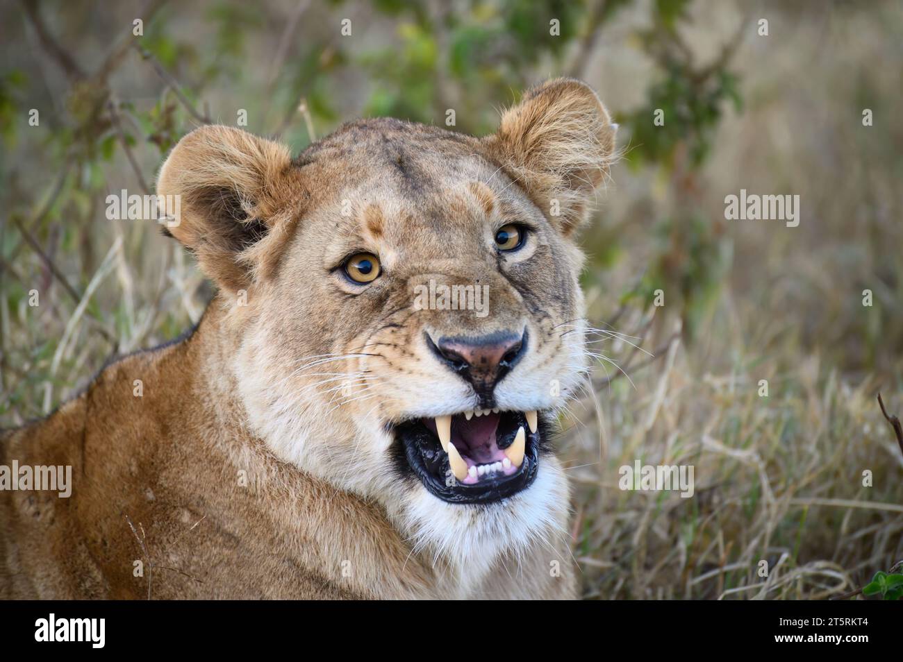 Löwin im Ngorongoro-Krater, liegt auf dem Fahrzeug, knurrend Stockfoto