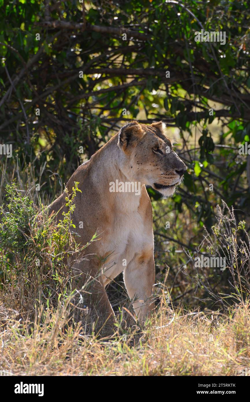 Löwin in der Serengeti beobachtet Büffel aus der Ferne Stockfoto